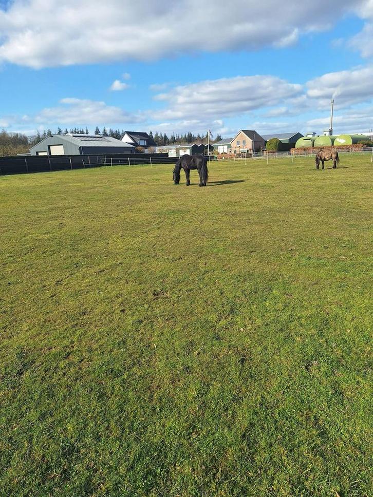 Weide gang aangeboden, Dieren en Toebehoren, Stalling en Weidegang, Opfok, Stalling, Weidegang, 2 of 3 paarden of pony's