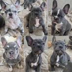 Schattige Franse Bulldog pups beschikbaar, Parvo, Overige rassen, 8 tot 15 weken, Meerdere