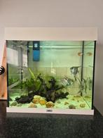 Compleet aquarium 120 liter met kikker, Ophalen of Verzenden, Gevuld zoetwateraquarium