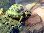 Russische vierteenschilpad (Testudo horsfieldii), Schildpad, 0 tot 2 jaar