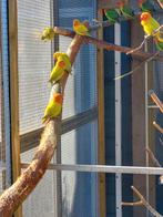 Dilute fischeri, Geslacht onbekend, Dwergpapegaai of Agapornis, Geringd