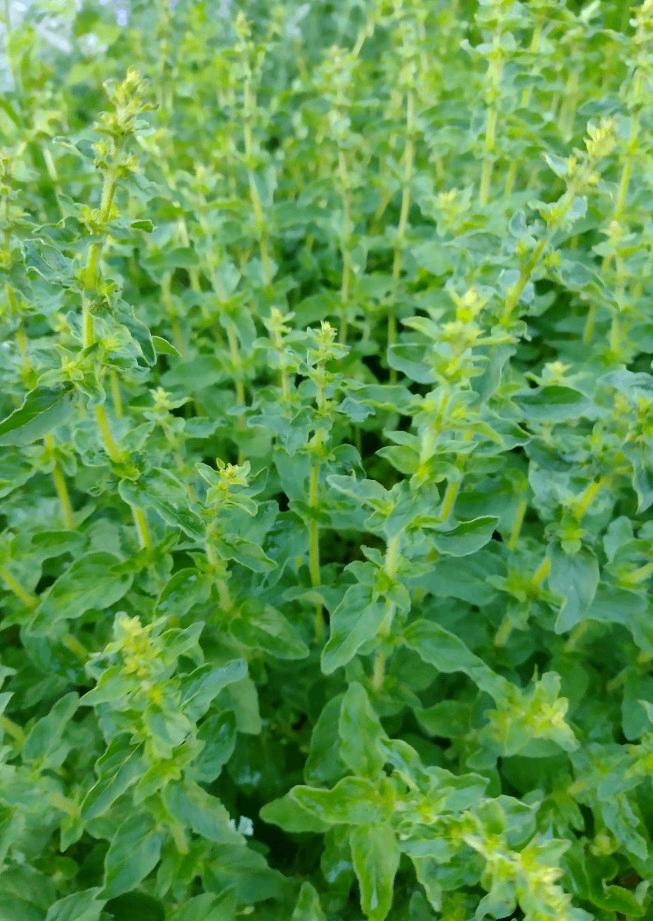 Oregano kruidenplanten uit volle grond, Ophalen, Volle zon, Vaste plant, Kruiden