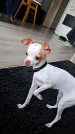 Chihuahua, Reu, 8 tot 15 weken, Eén hond, Klein