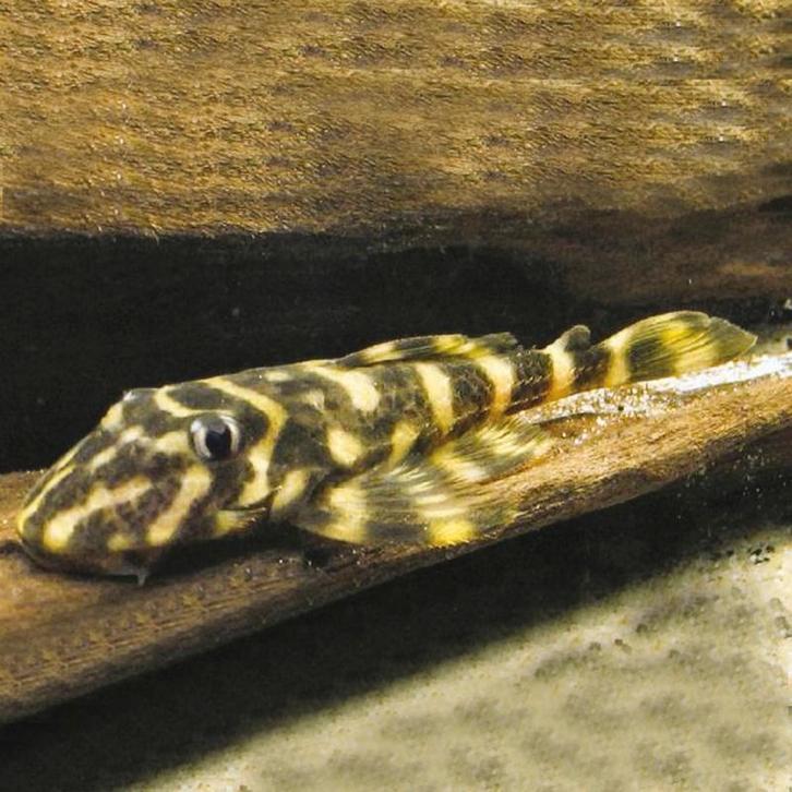 Exclusieve L nummers, eigen import uit Colombia, algeneter, Dieren en Toebehoren, Vissen | Aquariumvissen, Zoetwatervis, Vis