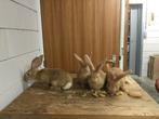 Vlaamse reus, Dieren en Toebehoren, Konijnen, Meerdere dieren, Groot