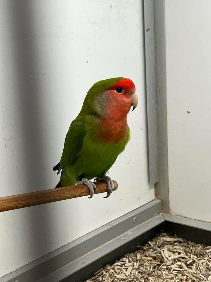 Agapornis Roseicolli Man + DNA, Dieren en Toebehoren, Vogels | Parkieten en Papegaaien, Dwergpapegaai of Agapornis, Mannelijk