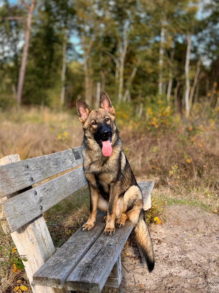 Duitse herder reu, Reu, Eén hond, 3 tot 5 jaar, Nederland