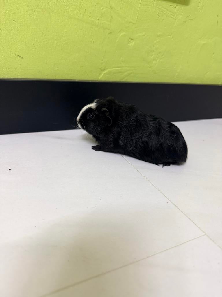 Cavia, Dieren en Toebehoren, Maart, Meerdere dieren, Cavia