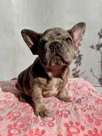 Te koop: prachtige raszuivere Blue Merle Franse Bulldog pups, 15 weken tot 1 jaar, Buitenland, Parvo, Bulldog