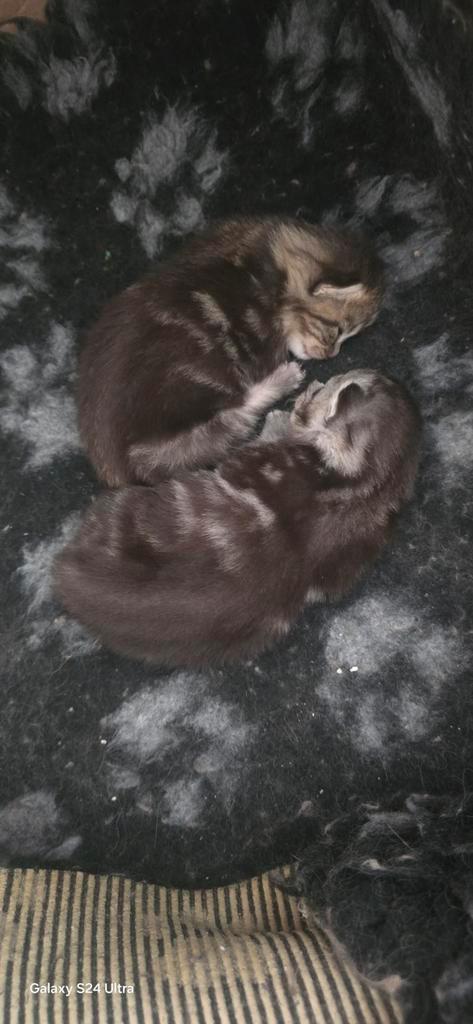 Prachtige Kittens: Maine Coon x Britse Korthaar (Katers), Dieren en Toebehoren, Katten en Kittens | Raskatten | Korthaar, Kater