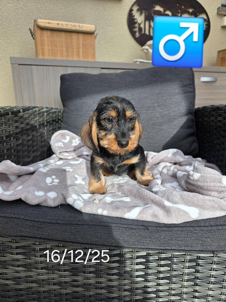 mooie ruwhaar teckel pups, België, 15 weken tot 1 jaar, Reu, Dwerg