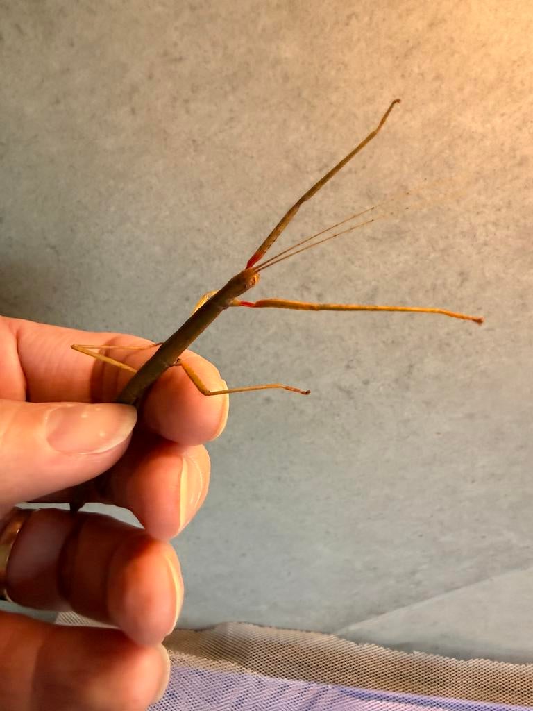 Wandelende tak, Wandelende tak