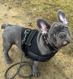 Franse Bulldog laatste reutje, 15 weken tot 1 jaar, Reu, Bulldog, Eén hond