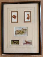 Ierse setter, Ophalen of Verzenden