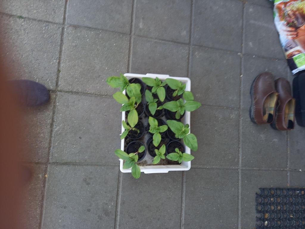 Jonge zonnebloemplantjes gratis af te halen, Ophalen of Verzenden