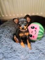 Prachtige Dwergpinscher pups (nog 1), Dieren en Toebehoren, Parvo, Overige rassen, 8 tot 15 weken, Meerdere
