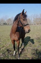 Lieve merrie te koop, Dieren en Toebehoren, Paarden, Merrie, 160 tot 165 cm, Recreatiepaard, 11 jaar of ouder