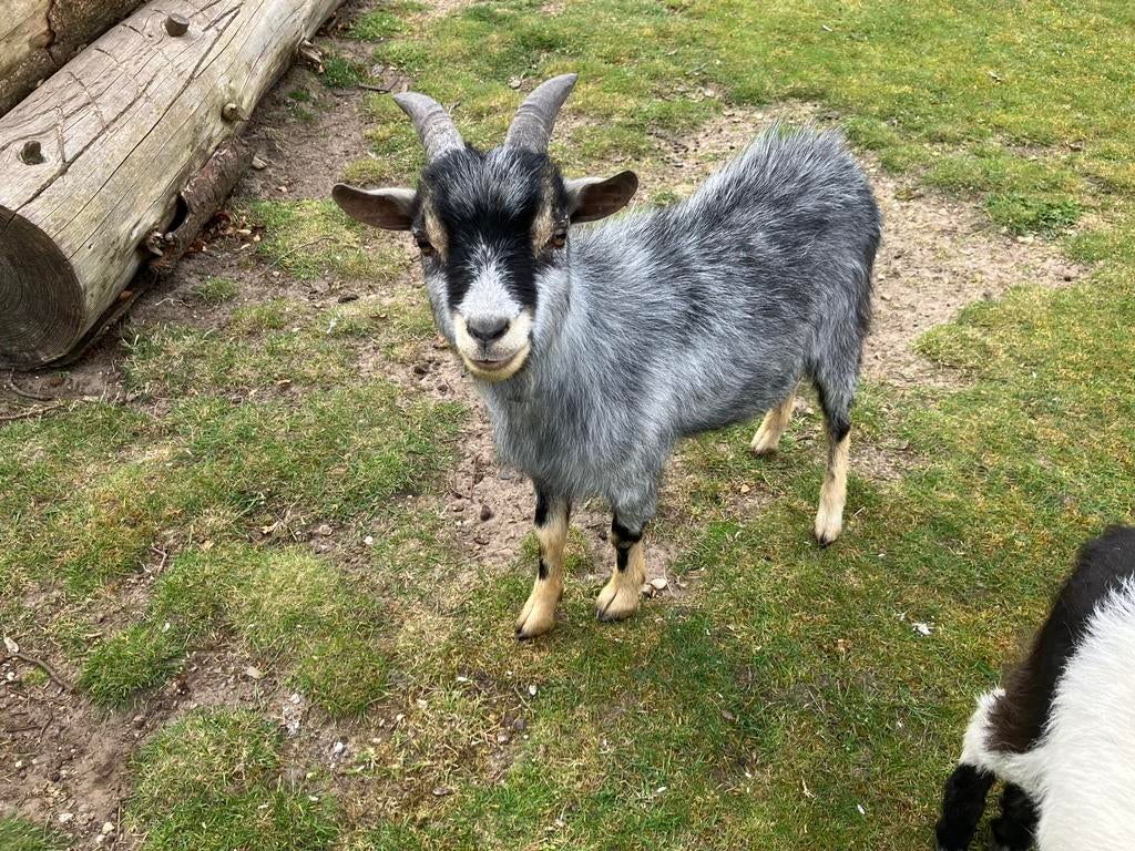 1 jaar jong blauwschimmel dwergbok, Dieren en Toebehoren, Schapen, Geiten en Varkens, Mannelijk, Geit