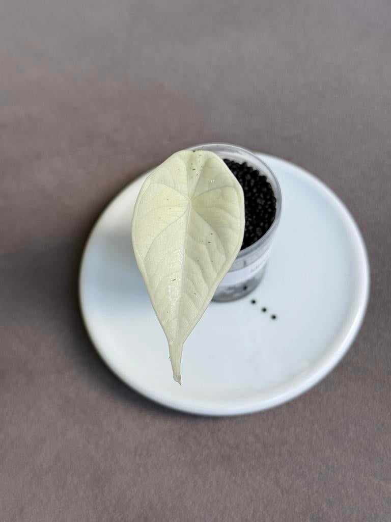 Alocasia Maharani Albo variegata, Huis en Inrichting, Kamerplanten, Ophalen of Verzenden, Halfschaduw, Minder dan 100 cm