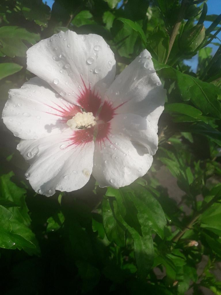 BLOEIENDE TUINPLANTEN, Ophalen, Vaste plant, Overige soorten, Volle zon