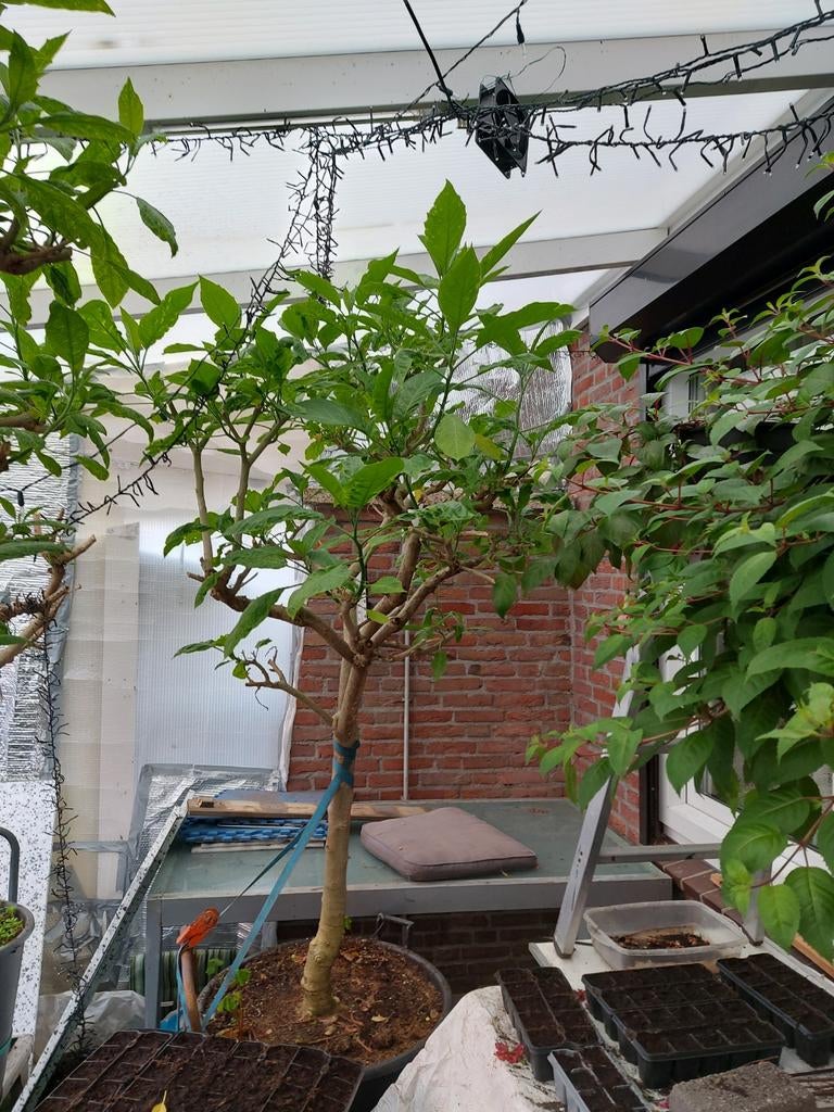 Te koop grote datura of engeltrompet, Ophalen, Volle zon, Overige soorten, 100 tot 250 cm