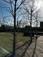 3x Plataan Zuilvorm, ca. 4 meter hoog, Bloeit niet, Zuilboom, 400 cm of meer, Ophalen