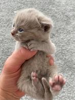 Prachtige lilac britse korthaar katertje  🐾, Kater, Kortharig, 0 tot 2 jaar