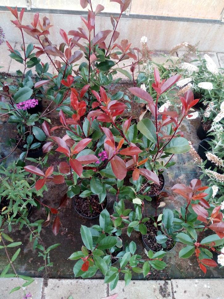 Photinia Fraseri Red Robin, Tuin en Terras, Planten | Tuinplanten, Overige soorten, Halfschaduw, Ophalen