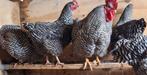 Amrock grote 4 kippen en een haan  van vorige  jaar, Dieren en Toebehoren