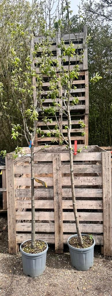 Kweepeer bomen. Ongeveer 1,5/2 m hoog, Ophalen, Volle zon, Overige soorten