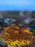 Papagaai cichlide, bewezen kweekpaar., Dieren en Toebehoren, Vissen | Aquariumvissen, Vis