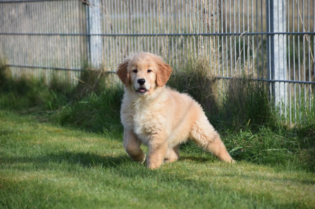 Golden retriever pups, Dieren en Toebehoren, Golden retriever, 15 weken tot 1 jaar, Buitenland, Parvo