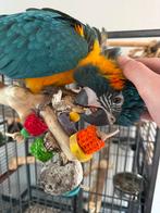 Blauwkeel ara papegaai, Vrouwelijk, Papegaai, Pratend