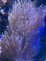 Toorts koraal, Overige typen