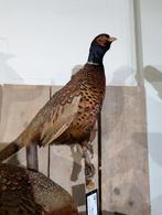 opgezette bosfazant fazant jacht vogel hert, Ophalen, Zo goed als nieuw, Vogel, Opgezet dier