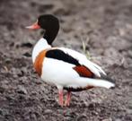 Siereenden, Dieren en Toebehoren, Vrouwelijk, Gans of Zwaan