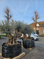 OLIJFBOMEN, PALMEN & ANDERE MEDITERRANE BOMEN EN PLANTEN., Halfschaduw, 100 tot 250 cm, Olijfboom, Zomer