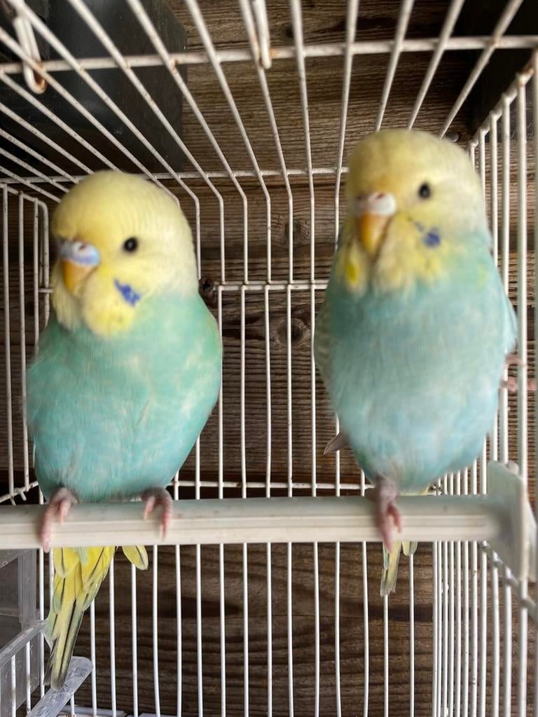 Mooi prachtig koppel regenboogkleuren grasparkieten te koop, Dieren en Toebehoren, Vogels | Parkieten en Papegaaien, Meerdere dieren