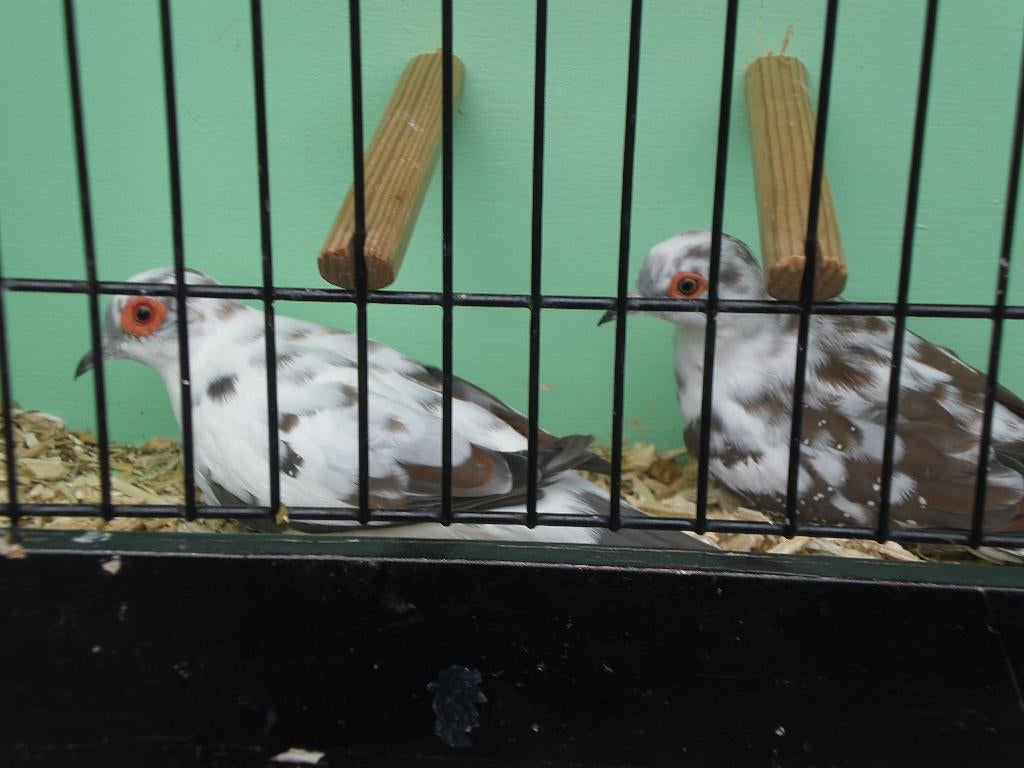 bonte diamantduiven, Meerdere dieren, Overige soorten