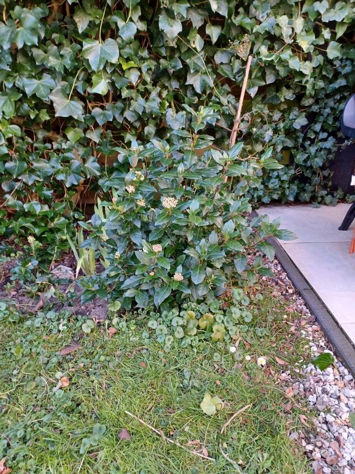 Viburnum Tinus 'Eve Price' - Winterbloeiende Sneeuwbal, Tuin en Terras, Planten | Tuinplanten, Vaste plant, Overige soorten, Halfschaduw