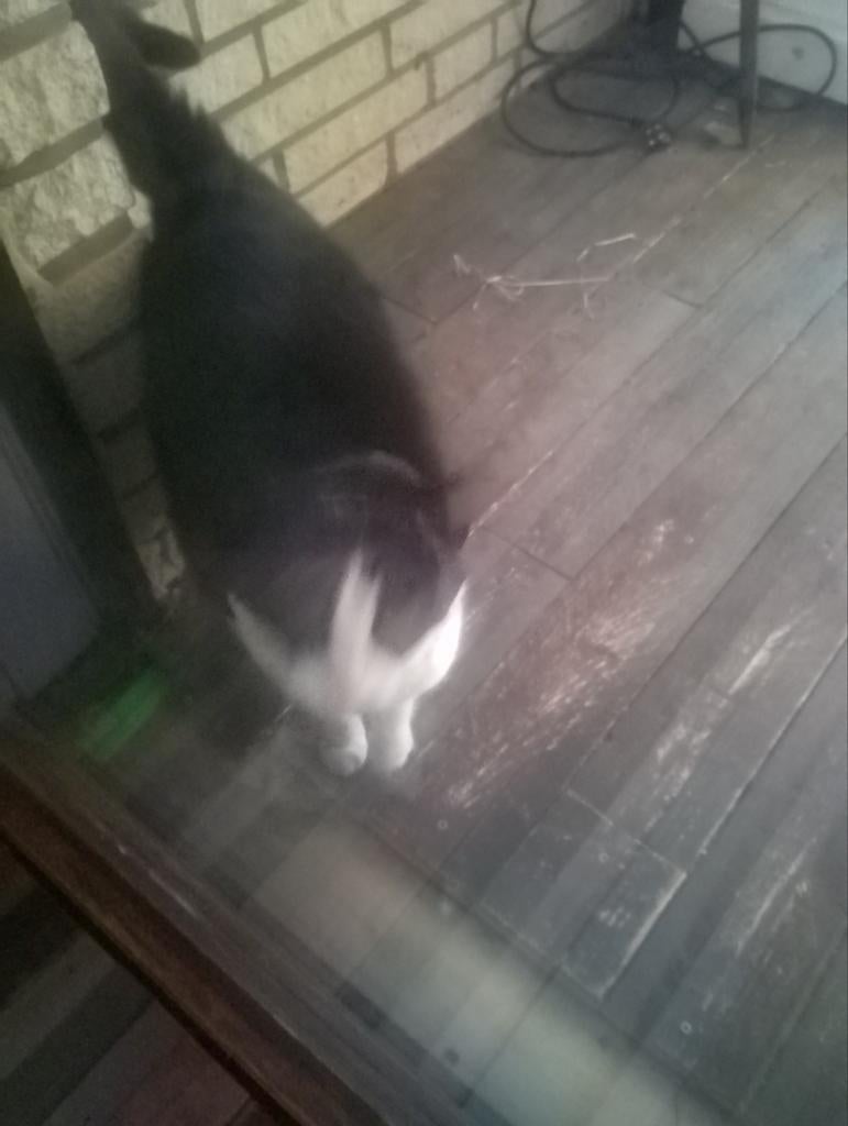 zwart witte kat, Poes, Kortharig