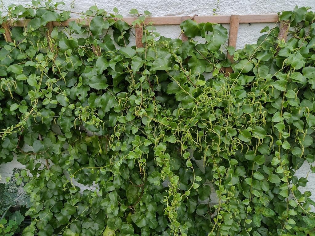 Madeira liaan/Peruviaanse postelein, Ophalen of Verzenden, Overige soorten