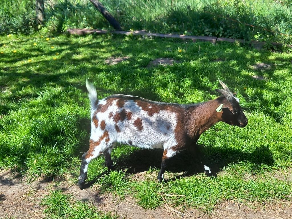 Te Koop 3 bokjes en 1 geit, Meerdere dieren, Geit