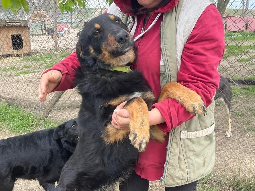 Almas, een lieve hond die graag knuffelt, Particulier, Reu, 1 tot 2 jaar, Buitenland