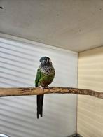 Goeie kweekpop pyrrhura picta 2016, Mannelijk, Parkiet