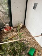 Japanse kwartels, Dieren en Toebehoren, Vogels | Overige Vogels, Meerdere dieren