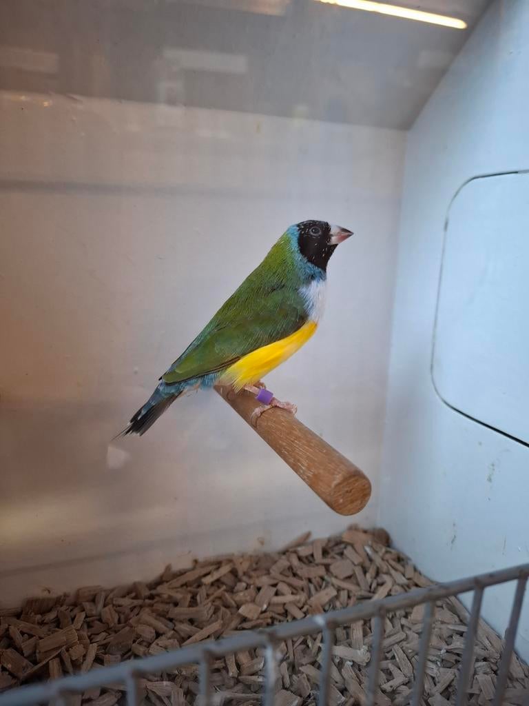 Gouldamadine, Dieren en Toebehoren, Mannelijk, Parkiet