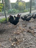 Broedeieren Hollandse kuifhoen, Dieren en Toebehoren, Pluimvee, Geslacht onbekend, Kip