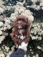 Boompoo pups, boompoo x toy poedel, Dieren en Toebehoren, Parvo, Nederland, Overige rassen, 8 tot 15 weken