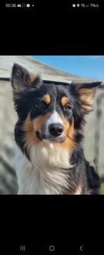 Pups verwacht eind mrt australian Shepherd omg Amsterdam, Dieren en Toebehoren, 8 tot 15 weken, Collie, Meerdere, Meerdere dieren